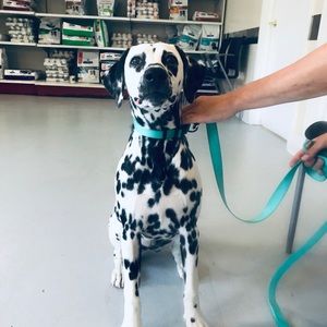 Meet your Posher, Ann